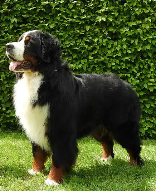 Bernewa's Ladislav